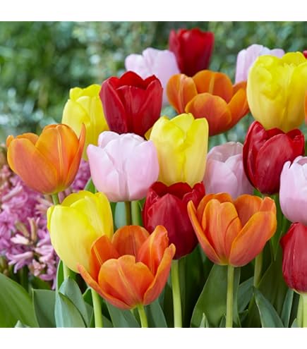 Amazon.co.jp: チューリップ フォックストロット FOXTROT 八重咲き22球